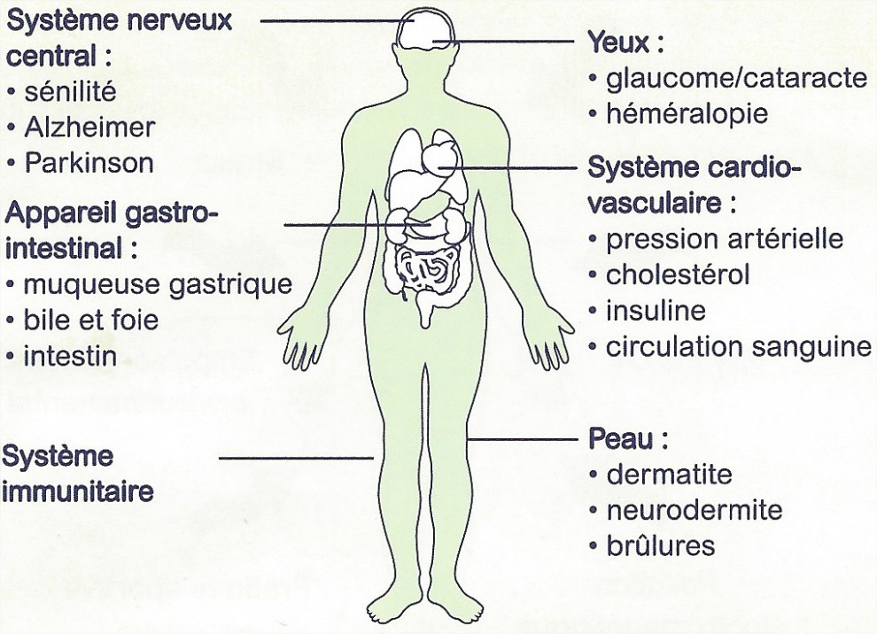 Anatomie