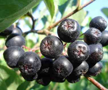 aronia1