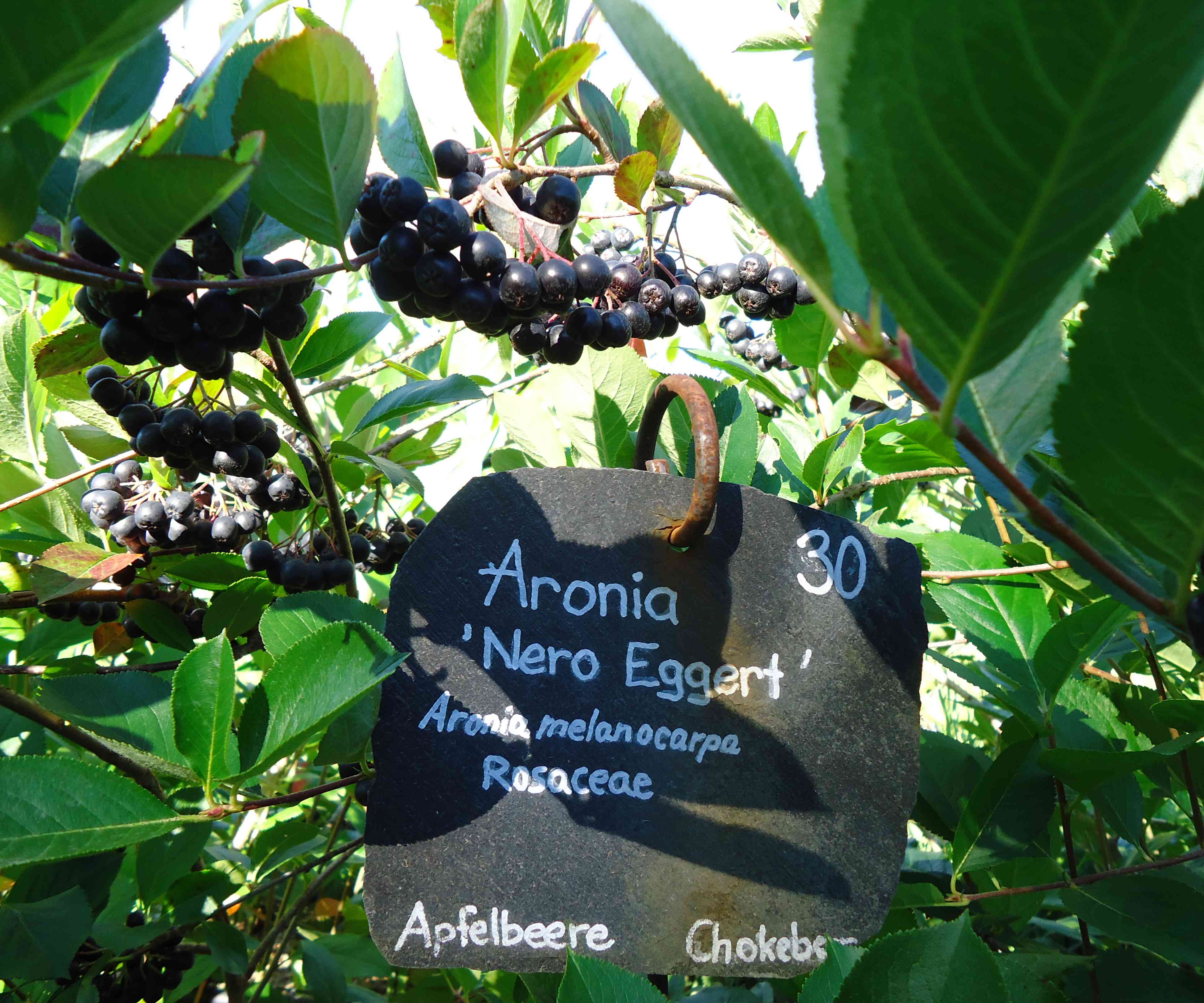 aronia2