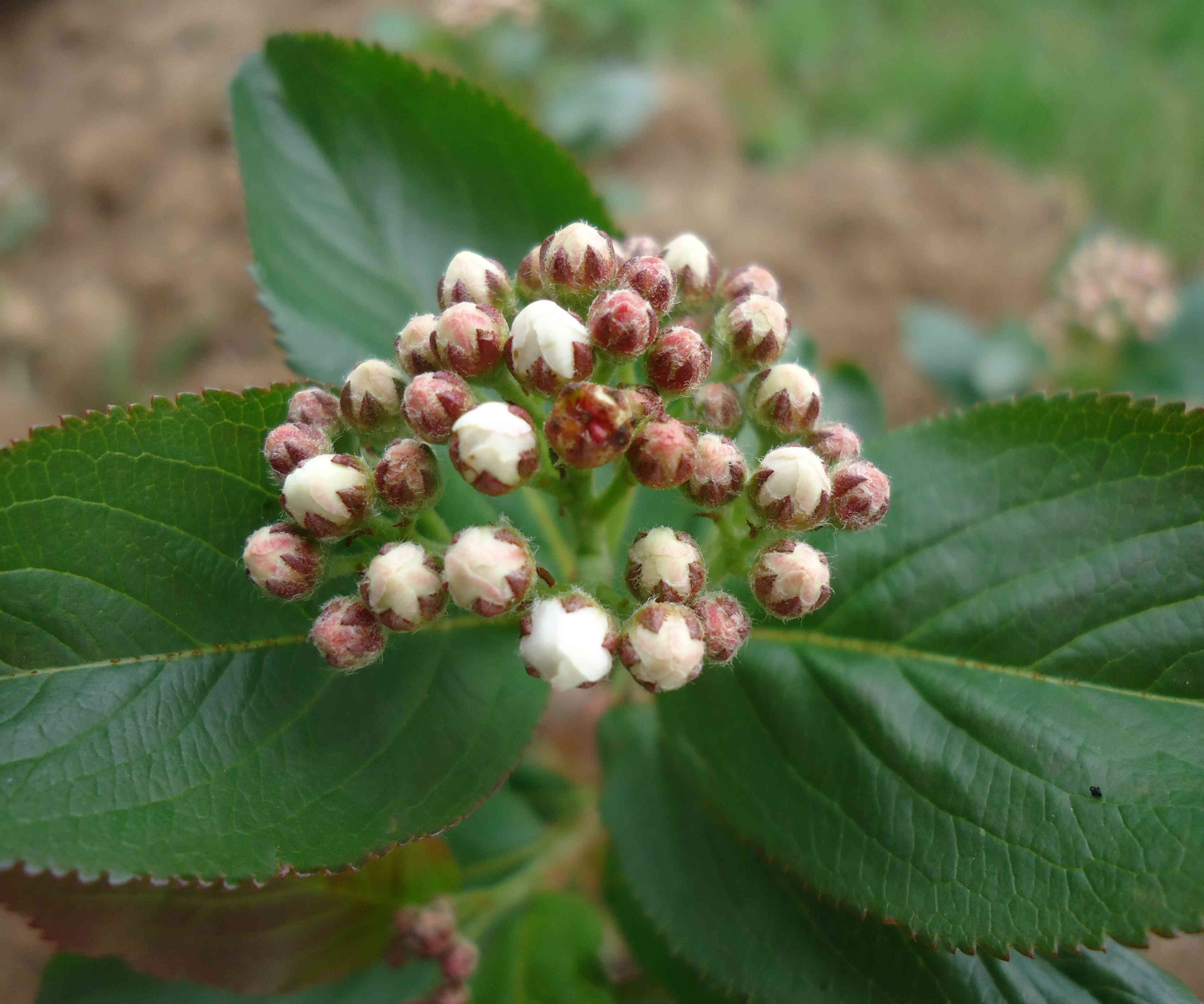 aronia3