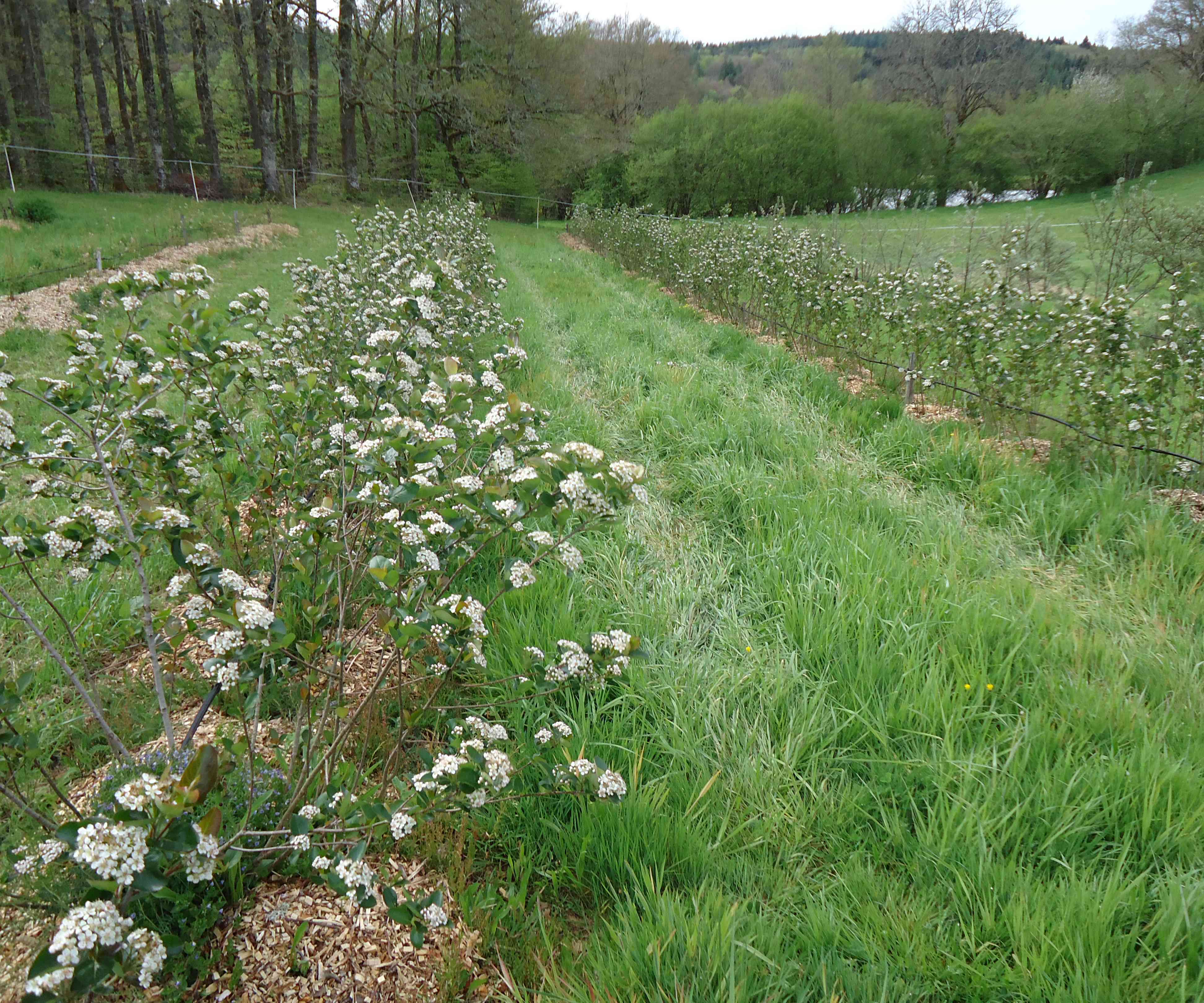 aronia4