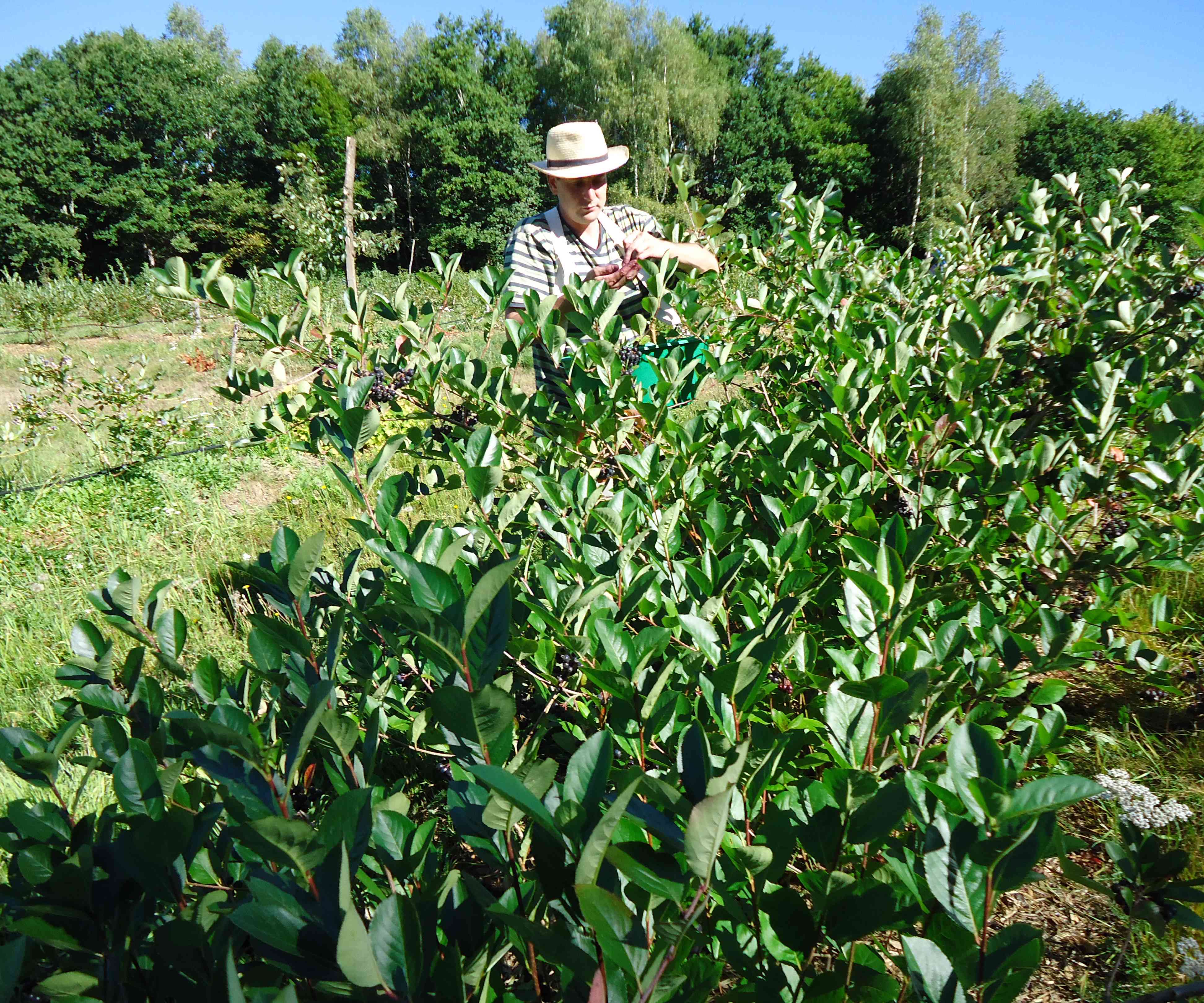 aronia6